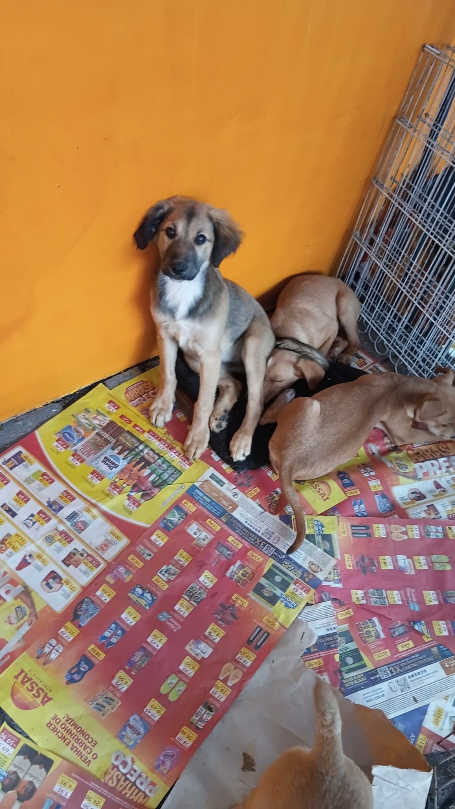 Cão resgatado procurando uma família