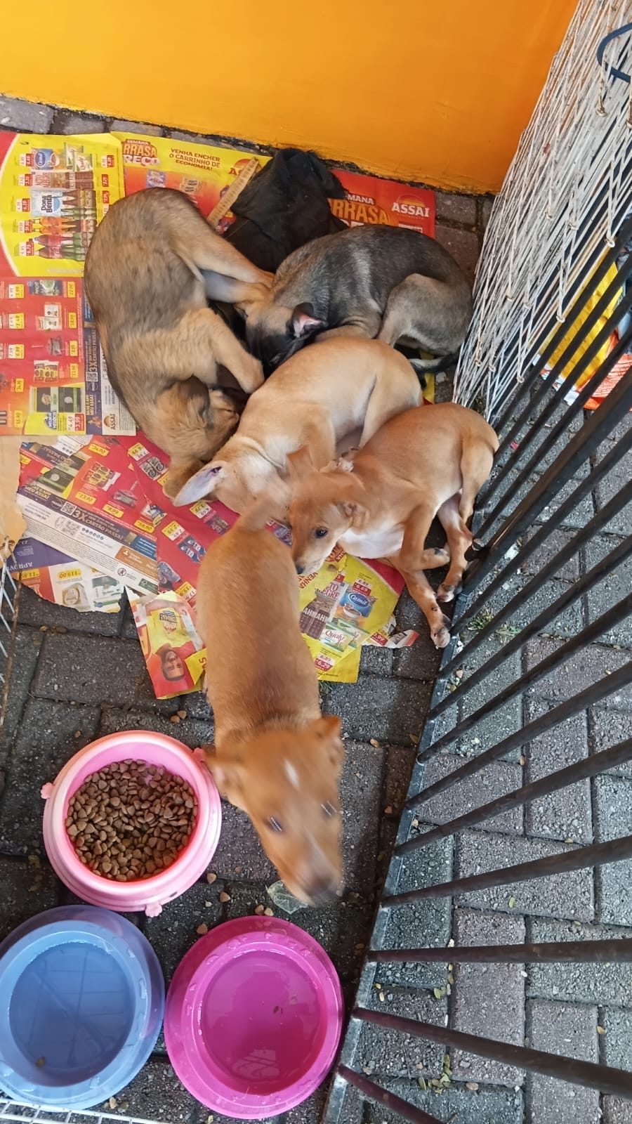 Cães resgatados disponíveis para adoção