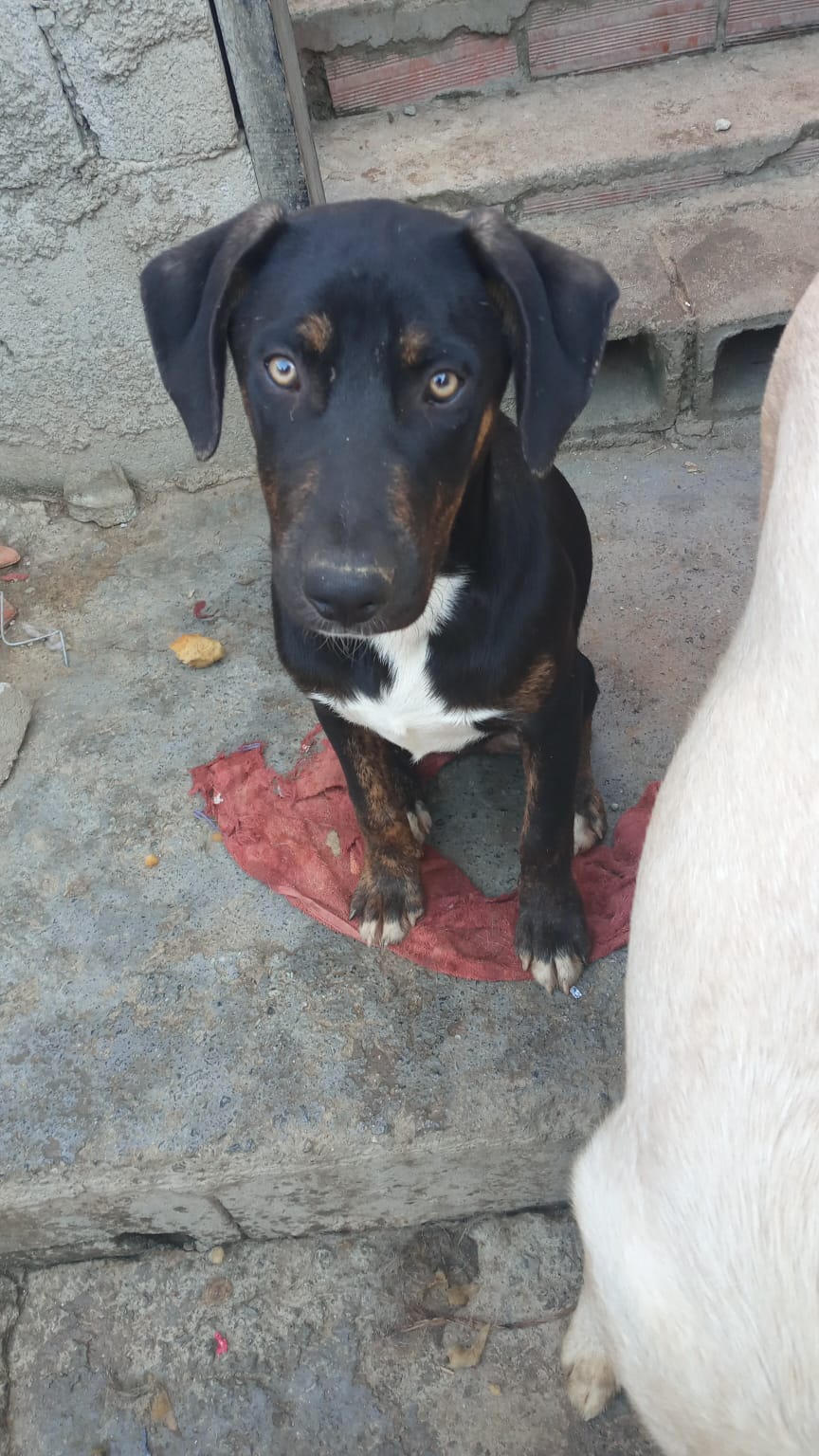 Cão resgatado esperando adoção